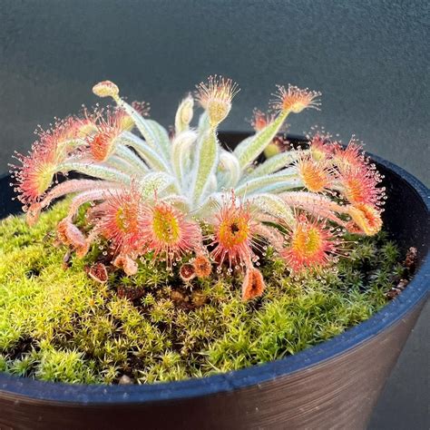 How Do Sundew Plants Trap Insects? Reasons + Process