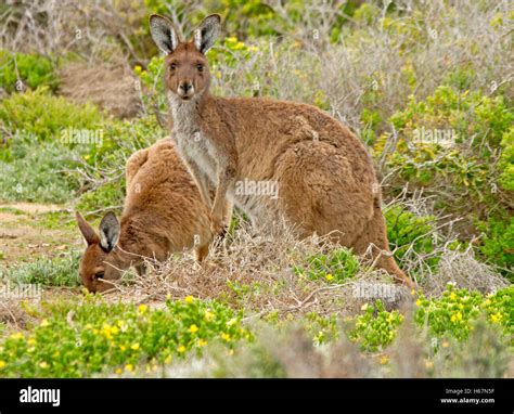 Common kangaroo hi-res stock photography and images - Alamy