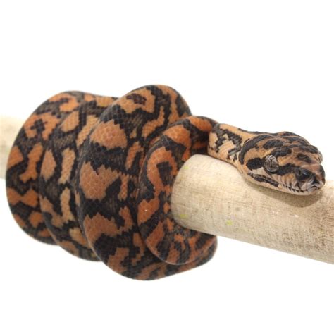 Image result for Adult Coastal Carpet Python