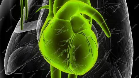 Image result for Alien Stomach