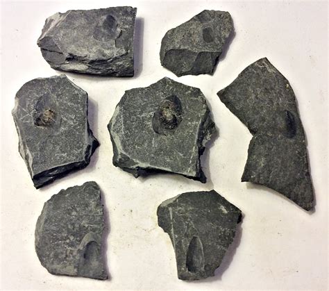 Image result for Lingula Shell