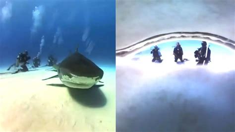 “A POV I never want in real life": Tiger shark swallows diver’s camera ...