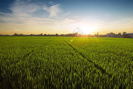绿油油的稻田美景高清图片下载-正版图片600041404-摄图网