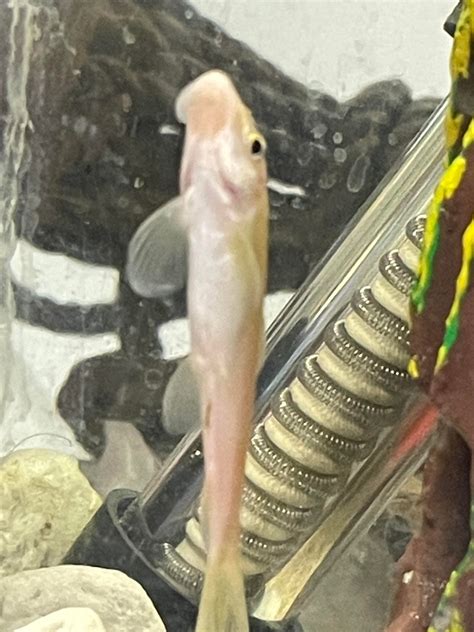 Can anybody tell me what fish is this? I got them at a pet shop and it ...