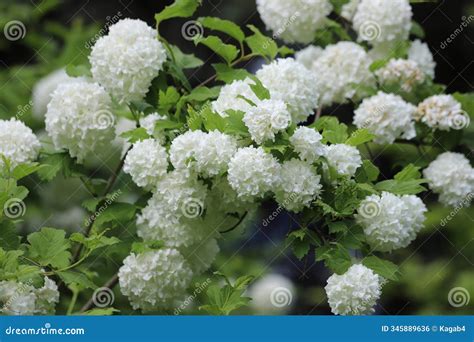 Snowball Bush Viburnum Opulus Roseum, A Flowering Bush Stock ...