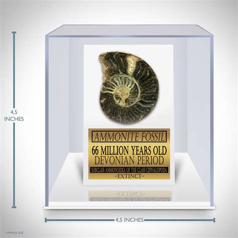Authentic Giant Ammonite Shell Fossil Displayed In A Rare-T Exclusive Custom Museum Display | RARE-T