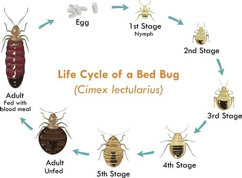 bed bug life cycle - Pointe Pest Control: Exterminator & Pest Control Service