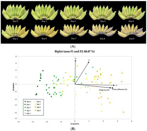 Banana Peel (Musa ABB cv. Nam Wa Mali-Ong) as a Source of Value-Adding ...