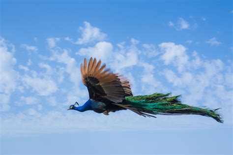 Photograph flying peacock by Roy Avraham on 500px | Peacock flying, Peacock, Big bird