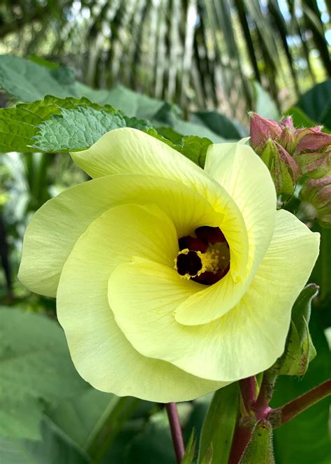Edible Flowers of the Tropics — Porvenir Design