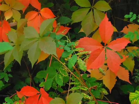 Fun Facts About Virginia Creeper at Toby Denison blog