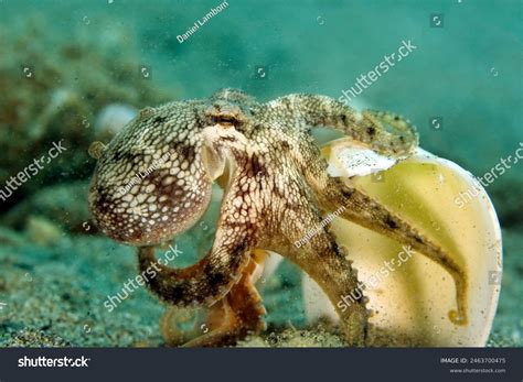 22 Octopus Carrying Shell Royalty-Free Images, Stock Photos & Pictures | Shutterstock