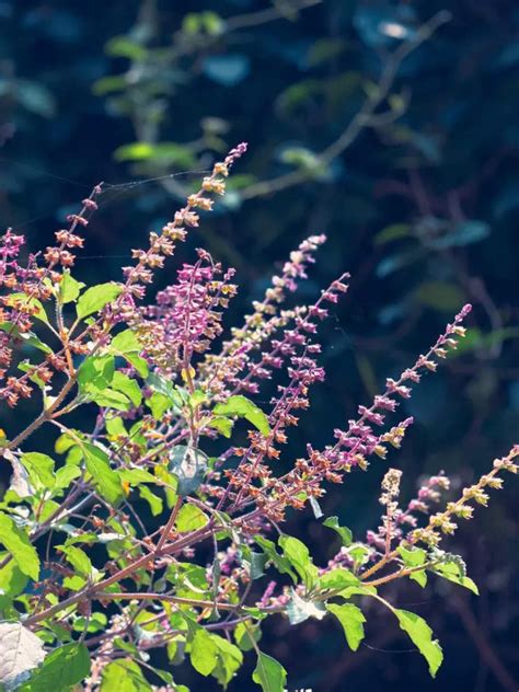 How to prevent Tulsi plant from dying: Tips for healthy growth | Times ...
