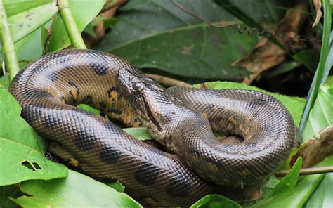 Image result for Anaconda Python Distribution