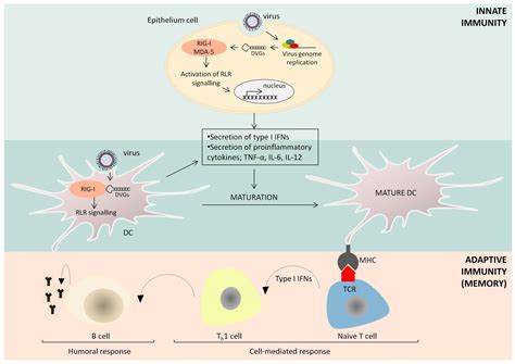 Targeting Pattern Recognition Receptors (PRR) for Vaccine Adjuvantation ...