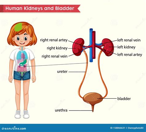 List 98+ Pictures Location Of The Bladder In The Human Body Sharp