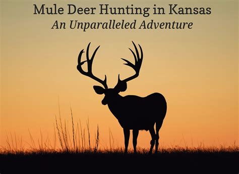 Kansas Mule Deer Hunting Public Land: The Ultimate Guide - The Deer Hunting