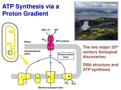 Image result for Proton Gradient
