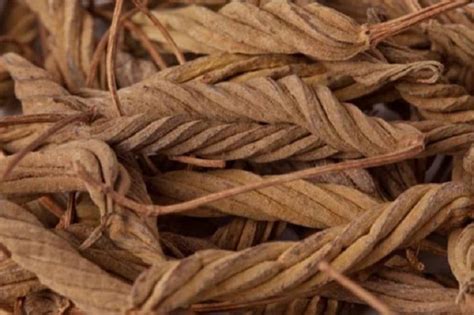 plantsworld Marod Fali, Indian Screw Tree, Murudi, Helicteres isora ...