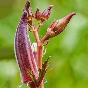 MKR Enterprises Lady Finger Seed Price in India - Buy MKR Enterprises ...