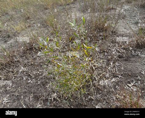 interior sandbar willow (Salix interior) Plantae Stock Photo - Alamy