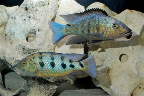 Rostratus Cichlid 3.2 inch | FRESHWATERAQUATICA