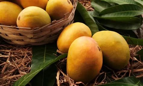 Mango boxes replace trophies at Singapore cultural festival