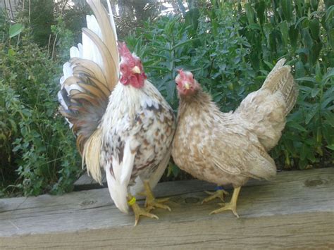 Serama - JungleKey.in Image