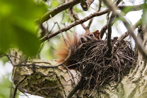 Large Squirrel Nests in Your Trees - What to Do About Them - Pestcontrolkitchener.ca