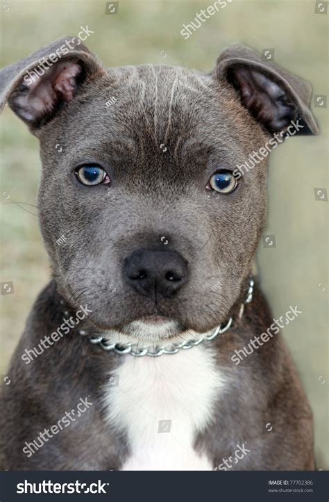 Are Staffordshire Terrier Pit Bulls
