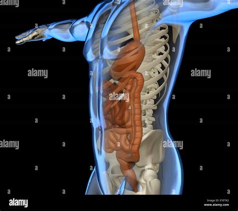 X-ray of a human body with digestive system and skeleton Stock Photo - Alamy