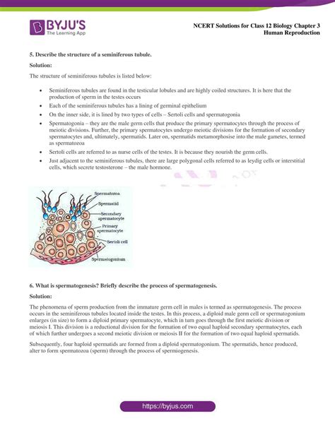 Image result for Class 12 Bio Human Reproduction
