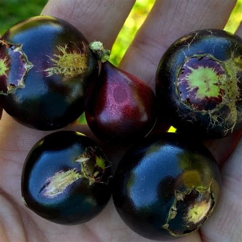 Get Jaboticaba Fruit, Live Plant for All Climate at VeliyathGarden ...