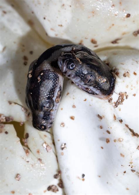 Image result for How Does Carpet Python Gave Birth