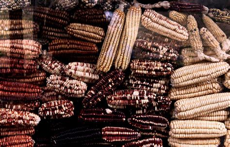 Tantalizing Treats of the Lakota: A Culinary Journey Through Prairie Flavors
