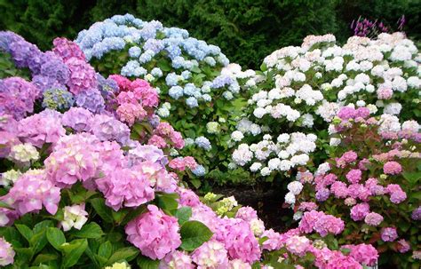 Endless Summer® Hydrangea: Care and Growing Guide
