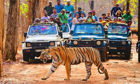 Tadoba Safari Tour Packages, Tadoba Safari Tour Booking