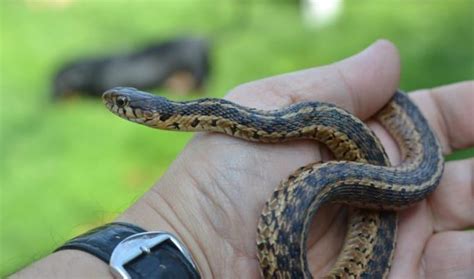 ZMIJE SE PLAŠE MIRISA OVE TEČNOSTI: Nabavite je i nećete ih vidjeti u ...