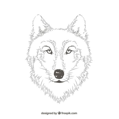 Loup dessin - Vecteurs : téléchargez gratuitement des vecteurs de haute ...