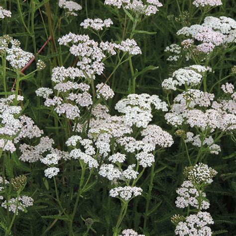 How To Plant Yarrow Seeds at Wanda Hatton blog