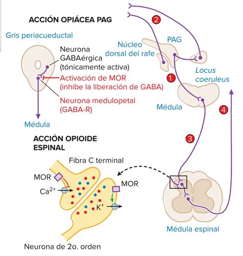 OPIOIDES, ANALGESIA Y CONTROL DEL DOLOR