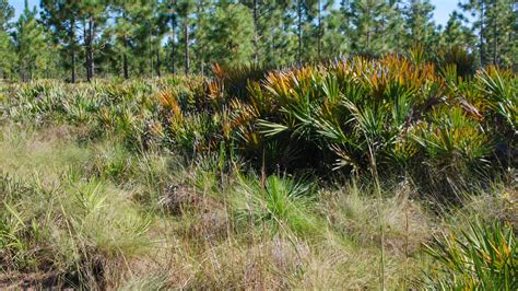 Longleaf Pine Preserve – Florida Hikes