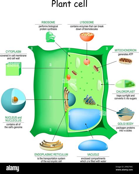 Plant Cell Membrane Diagram