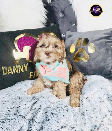 Image result for Adult Male Cockapoo