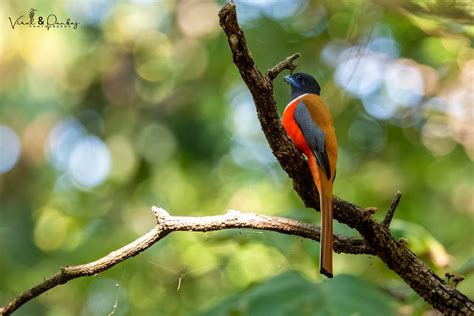 Malabar Trogon,સુહાગણ