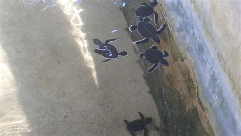 Sea Turtle Protection Association (Bentota) - 2020 What to Know Before ...