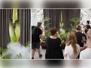 ‘Gag-worthy’: Rare corpse flower blooms in Australia, drawing crowds ...