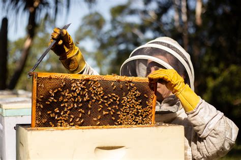 Healthy Australian Raw Honey! The benefits of choosing Miele D'Oro ...