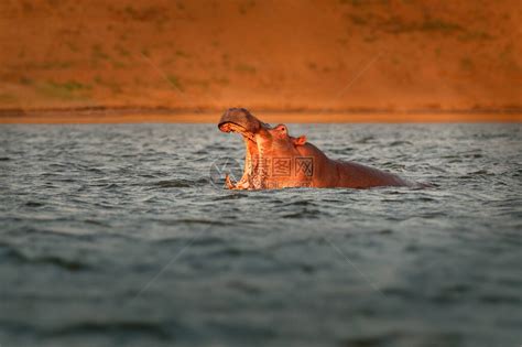 河马amphibius或河马是原产于撒哈拉以南非洲的大型草食半水生哺乳动物头张开高清图片下载-正版图片506276063-摄图网