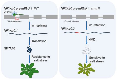 RNA-Binding Protein-Mediated Alternative Splicing Regulates Abiotic ...